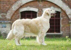 Ch. Pl. Vet. Asha Pacio Paradis Ch. Pl. Vet. Asha Pacio Paradis