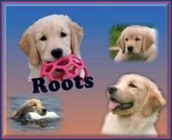 Tenpenny's Can't 4get My Roots
