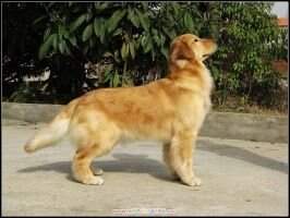 A.C. Dynasty Wang Jing QQ's Kappa
