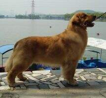 A.C. Dynasty QQ's Kingboy