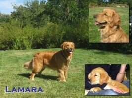 Guide Dogs' Lamara