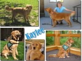 Guide Dogs' Kaylee
