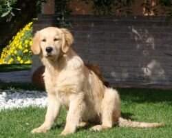 Ginger Lucinder Ginger Lucinder