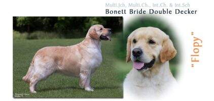 Bonett Bride Double Decker EUROPEAN WINNER 2011+BOB Bonett Bride Double Decker EUROPEAN WINNER 2011+BOB