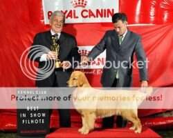 PUPPY PUPPY CH IN Perfect Golden Big Bet