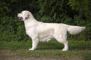 Hoiker's Exotic Sweet Dreams Club Junior winner