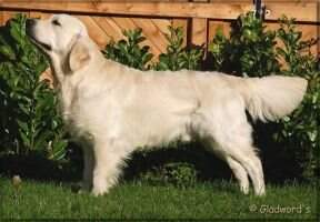 Barkley of the Morning Valley