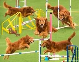 Trifecta's Easy Goer UDX2 OM2