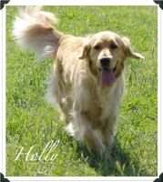 Yaqui's Holly