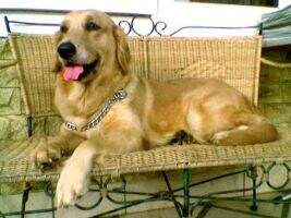 Amira von Golden Beauty