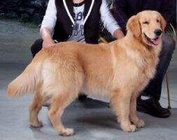 BIG2 A-Prima of Jin Qiu Ye Kennel