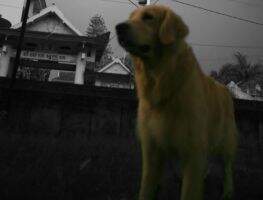 Golden Friendship De Incredible Hulk