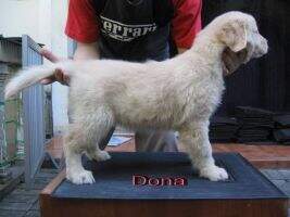 Golden Friendship Donatella Vercace