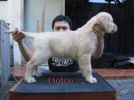 Golden Friendship Dolce & Gabana
