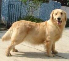 Haidi of Chu Ji Kennel