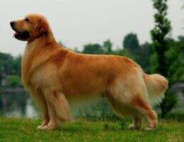 Cadix Of Jin Se Kennel Cadix Of Jin Se Kennel