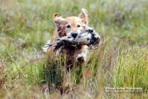 Kiowa's Super Cooper Kiowa's Super Cooper
