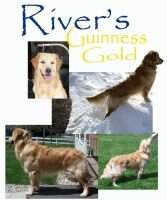 Rivers Guinness Gold BN RI TKN CCA Rivers Guinness Gold BN RI TKN CCA