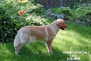 Eberly's Irish Lace TDIA Eberly's Irish Lace TDIA