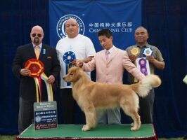 Iceboy of Superstar Kennel
