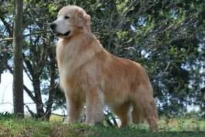 Chasse A. Victor