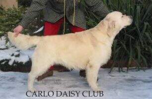 Champion PL Carlo Daisy Club Champion PL Carlo Daisy Club