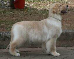 Golden Choice's Electra
