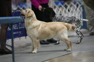 Cedar's Bett A Buck On Bentley