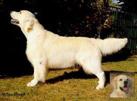 German Champion VDH, SEQUINS SAUR BHP B, Dummy A,