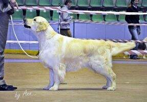 Ch Mol Tur Victoria's Secret Durable Nut Best golden retriever of Championship'09 Ch Mol Tur Victoria's Secret Durable Nut Best golden retriever of Championship'09