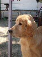 Donna von Hunter valley