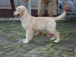 Albatross Nicolle Flash D Vic
