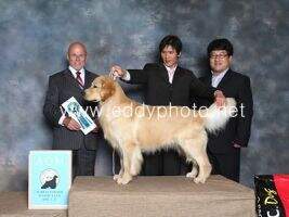 KOR Ch. Bacon of Golden Trees