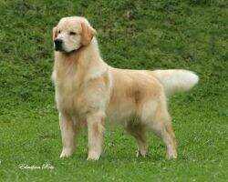 BrJovCh., BR Ch Golden Sunset's and G Trip Jazz Duke BrJovCh., BR Ch Golden Sunset's and G Trip Jazz Duke