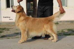 Druta Of Jong Kennel
