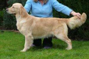 Aust Ch Emperosgold Idol Gossip