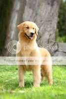 CH.INC,CH.PUPPY,CH.JOV PERFECT GOLDEN DEALER CH.INC,CH.PUPPY,CH.JOV PERFECT GOLDEN DEALER
