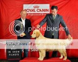 CH.INC CH.PUPPY CH.JOVEM PERFECT GOLDEN BIG BLIND JOVEM