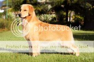 CH.INC,CH.PUPPY,CH.JOVEM PERFECT GOLDEN FLUSH