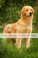 CH.INC,CH.PUPPY,CH.JOVEM PERFECT GOLDEN STRAIGH FLUSH