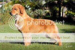 ch.inicial ch.puppy ch.jovem SOUTH ISLAND'S GIVE A LITTLE BIT