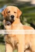 ch.inicial,ch.puppy,ch.young PERFECT GOLDEN BACKFIELDS BO