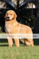 ch.inicial,ch.puppy,ch.young PERFECT GOLDEN BACKFIELDS POLY