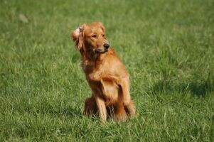 ?sterreichischer Jagdchampion Rushing Wind's Airborne Bandit