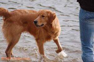 Rushing Wind's Airborne Fellow