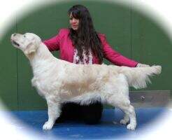 & Dutch Danish German Luxembourg & VDH CH Velvenya Vogue of Ramchaine UKJW NJK DJK