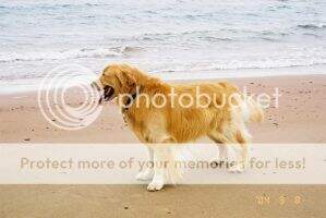 Saltwater Chips Ahoy