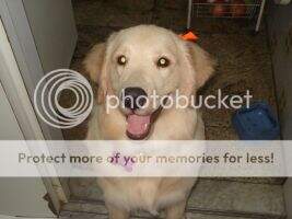 MAGNO GOLDEN PENELOPE