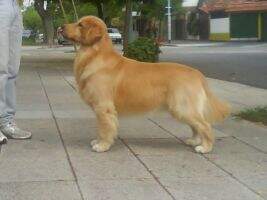 GOLDEN FREEDOM SF DOM JERONIMO GOLDEN FREEDOM SF DOM JERONIMO