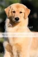 ChBra JCHBRA InicBra PERFECT GOLDEN SLICE PEACE